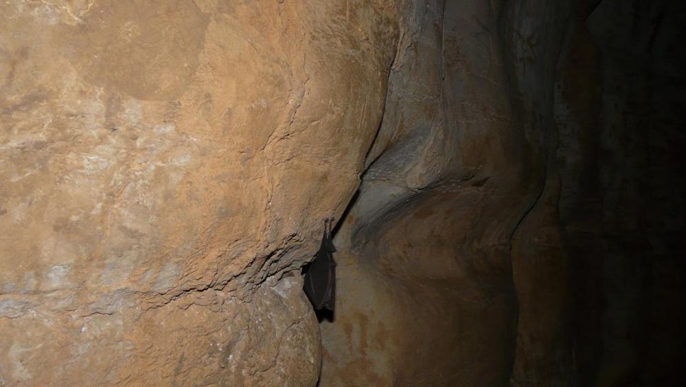 chauve souris isolée avant la salles des chauves souris