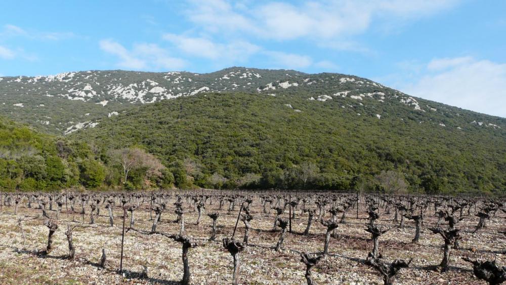 Le pic St Loup vu depuis les vignes de Cazevieille