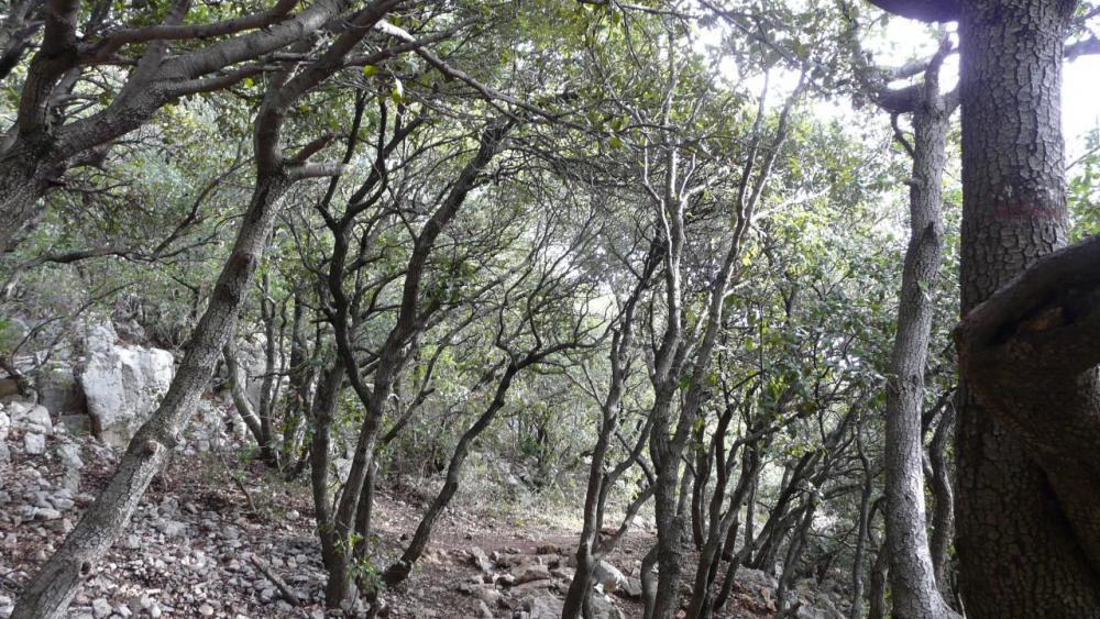 le chemin de montée au pic St Loup