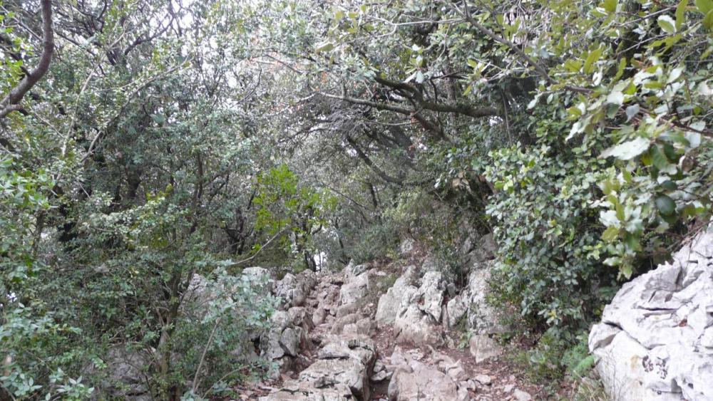 ça monte direct ! dans la dernière partie de l' ascension du pic st Loup