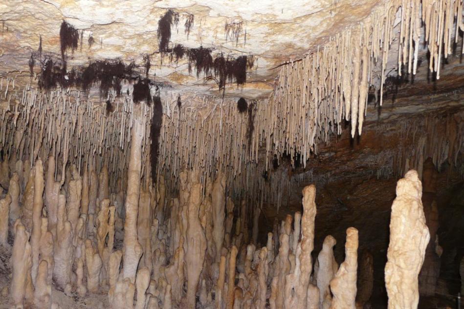 la végétation de surface cherche l' humidité dans la grotte !