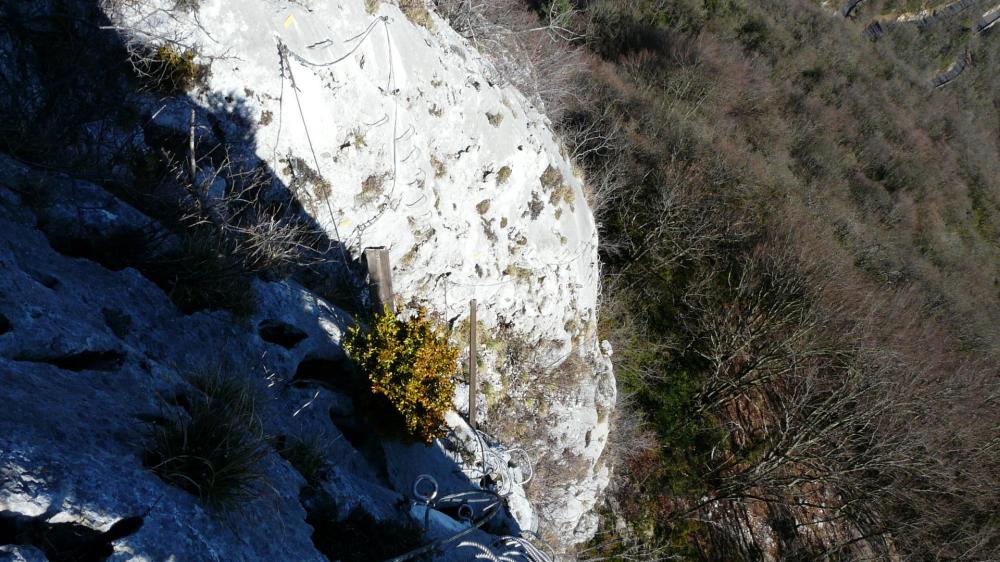 Primevère à Oreille d'Ours, la remontée vue du dessus