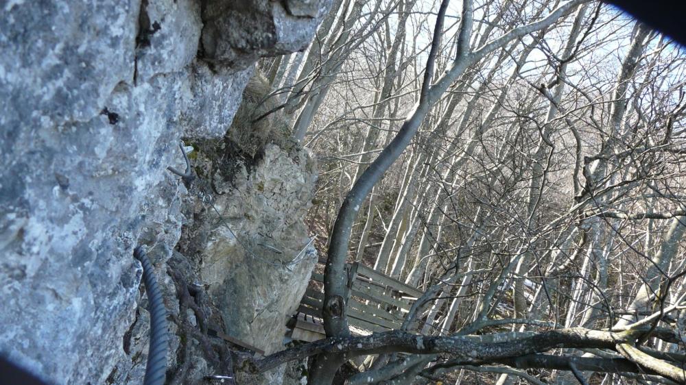 Peu après le départ, vue arrière sur la plate forme (primevère à Oreille d'ours)