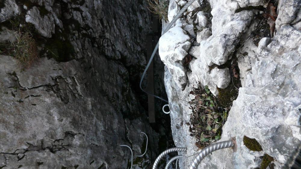 Primevère à Oreille d 'Ours au Cornillon, le passage de la grotte