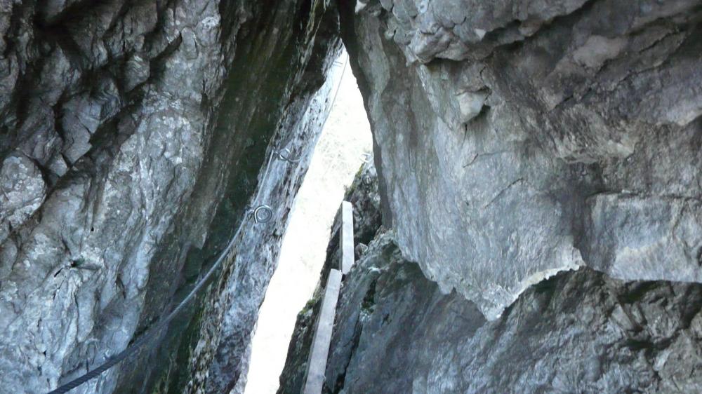 Primevère à Oreille d 'Ours au Cornillon,le passage de la grotte